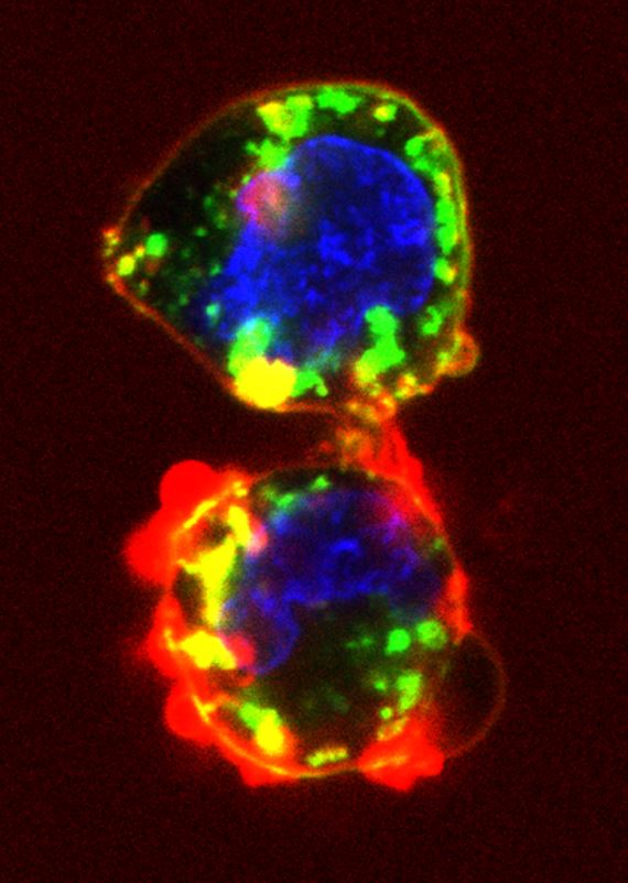 Probe-Driven Blebbing Dynamics