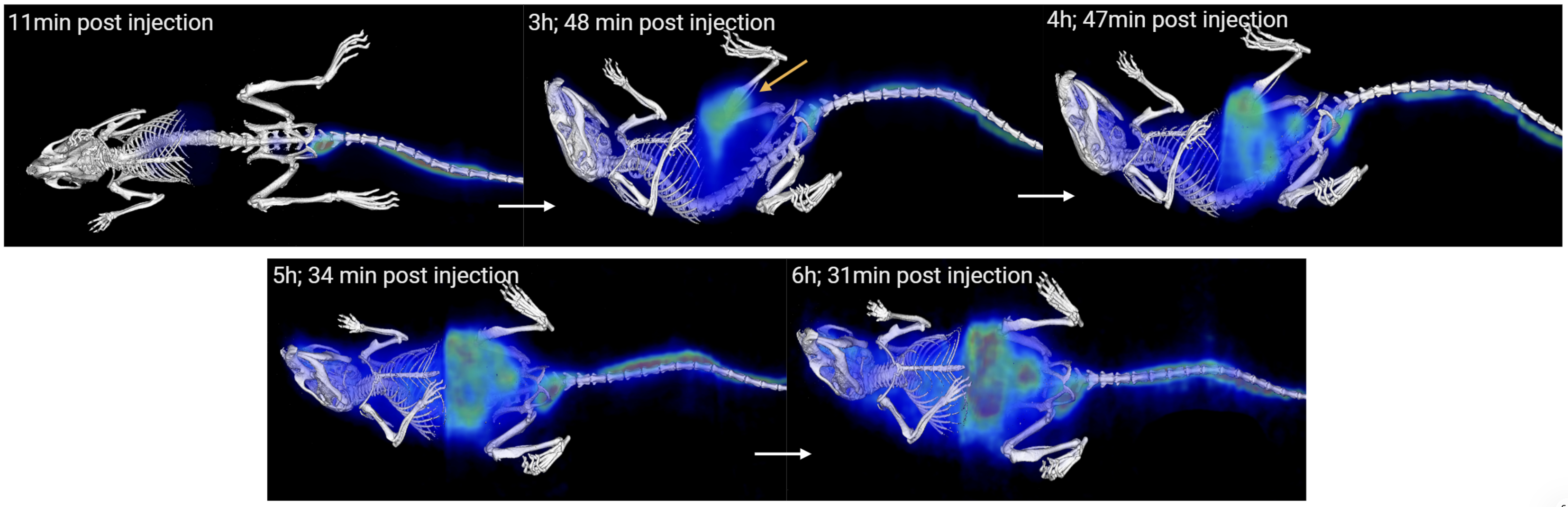 Infection-Targeted Molecular PET Imaging