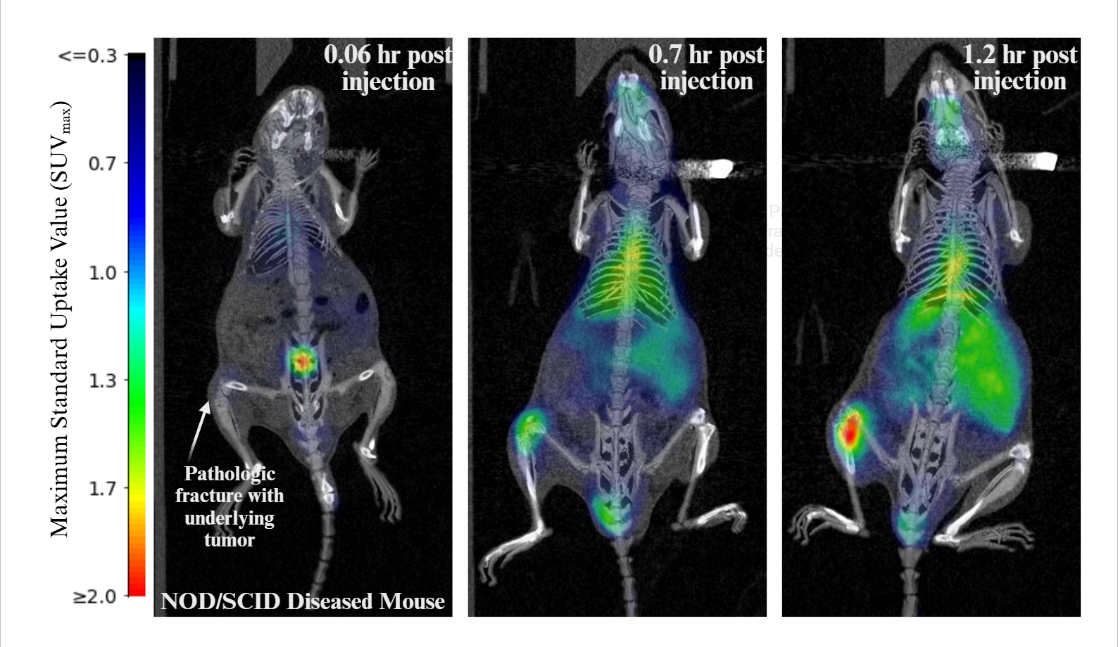 Diagnostic PET image of a mouse with agressive tumors